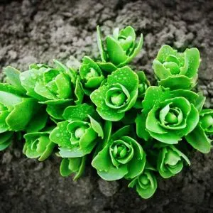 Highlands CO Reproductive Mental Health